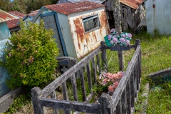 Chiloé - Cailin - aber es gibt auch "normale"