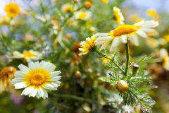 Noch mal Frühling :-)